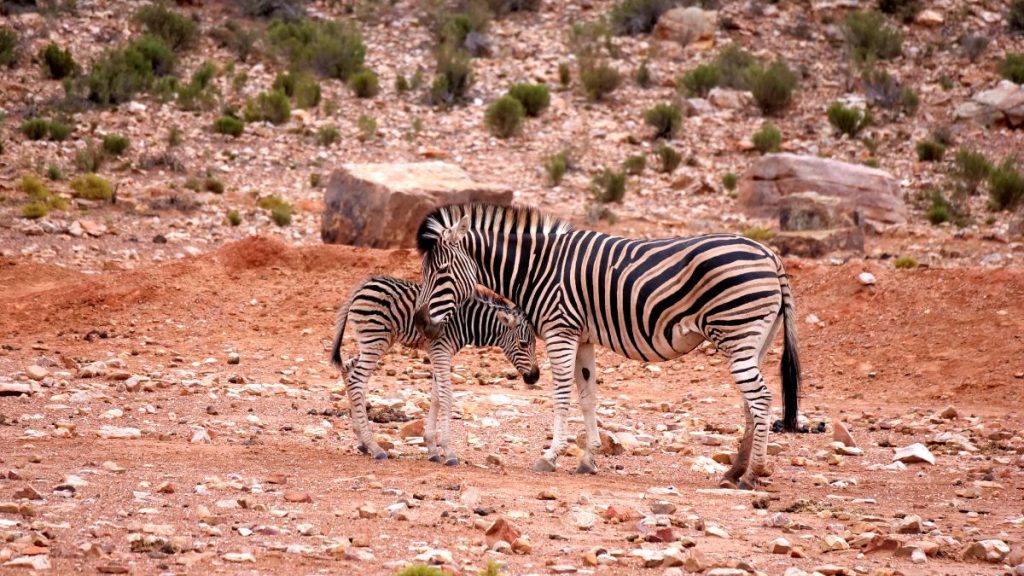 Zebra mit Neugeborenem
