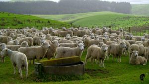 Auckland Neueeland