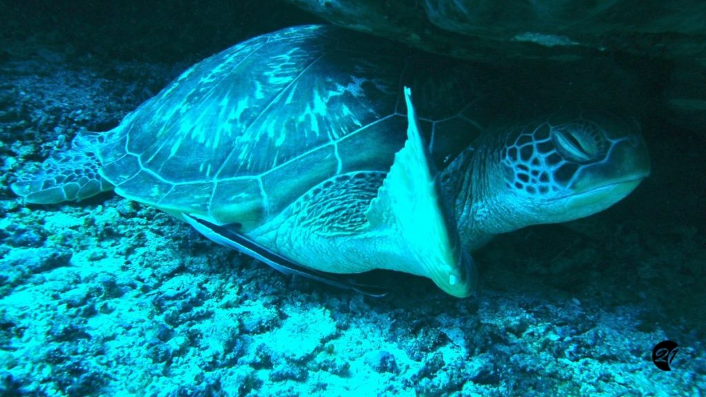 Turtle Schildkröte Tauchen auf Ankunft Gili Trawangan Gili Islands