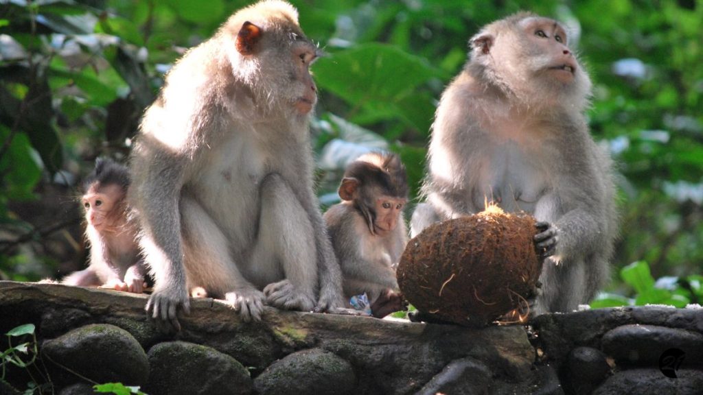Makaken Affenwald auf Ubud