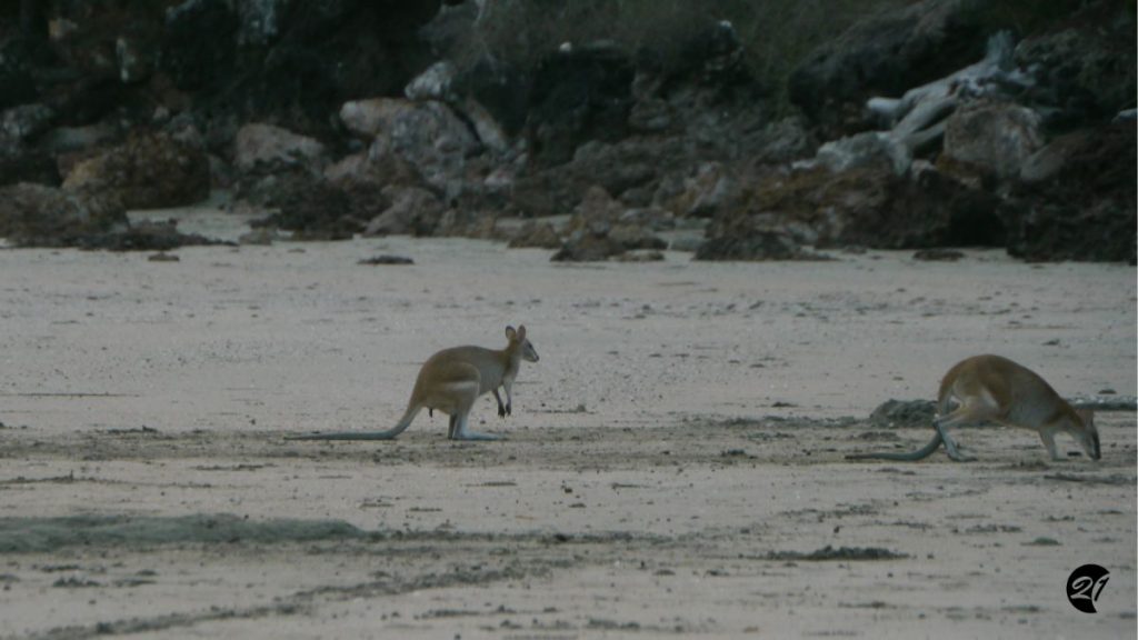 Wallabys Cape Hillsborough Nature Tourist Park