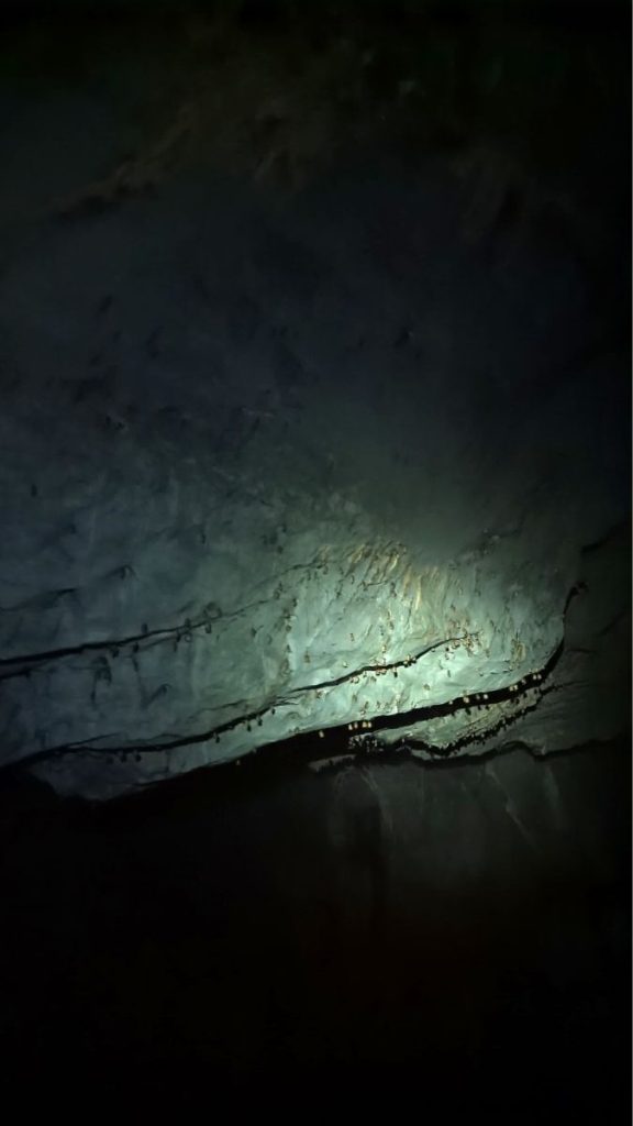 Fledermäuse Underground River unterirdischer Fluß