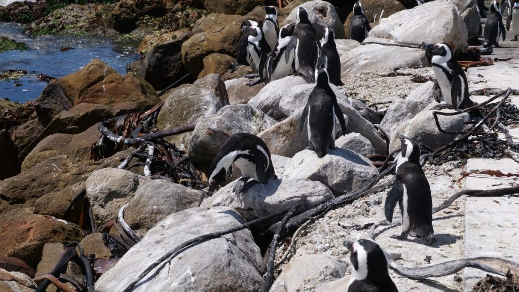 Bettys Bay Pinguin Kolonie