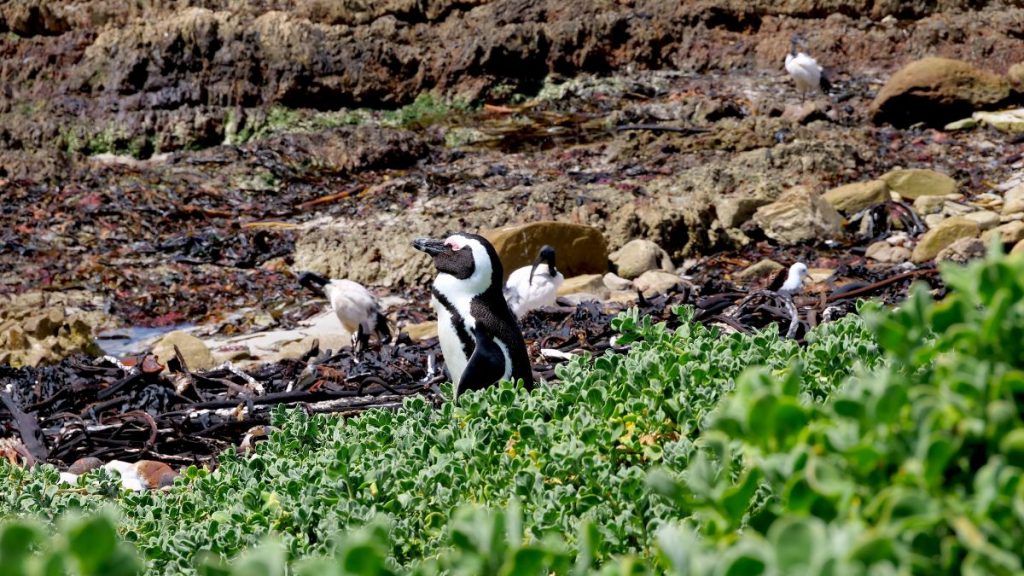 Betty's Bay Pinguin colony